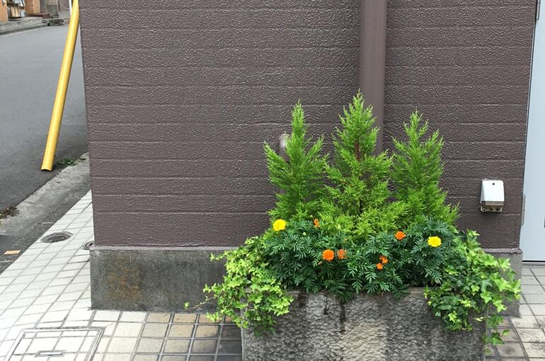 オフィスの観葉植物レンタル