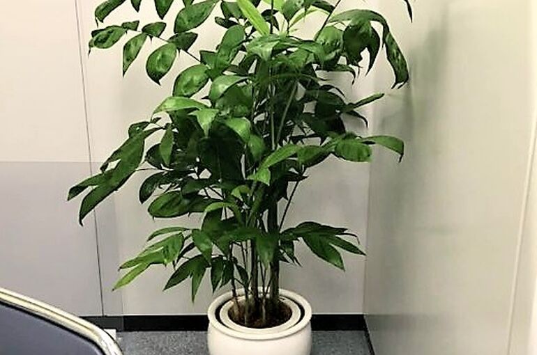 コーセイチメドレア